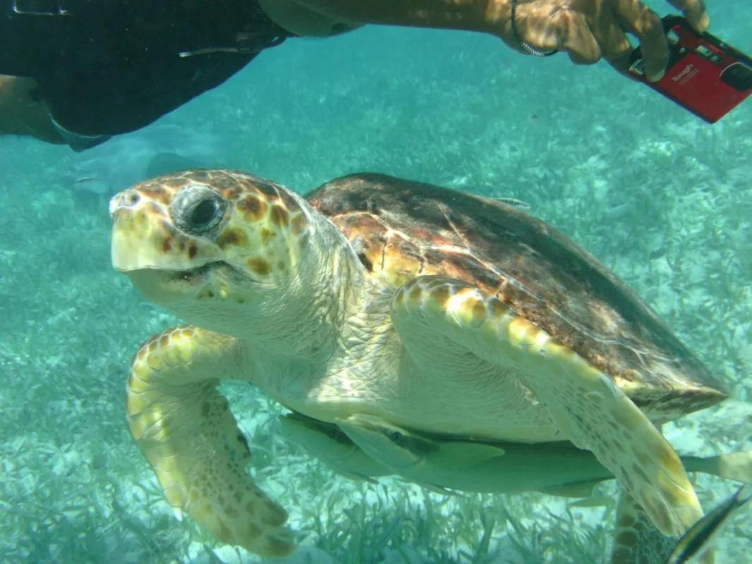 Tropical Paradise Express Caye Caulker Eksteriør bilde